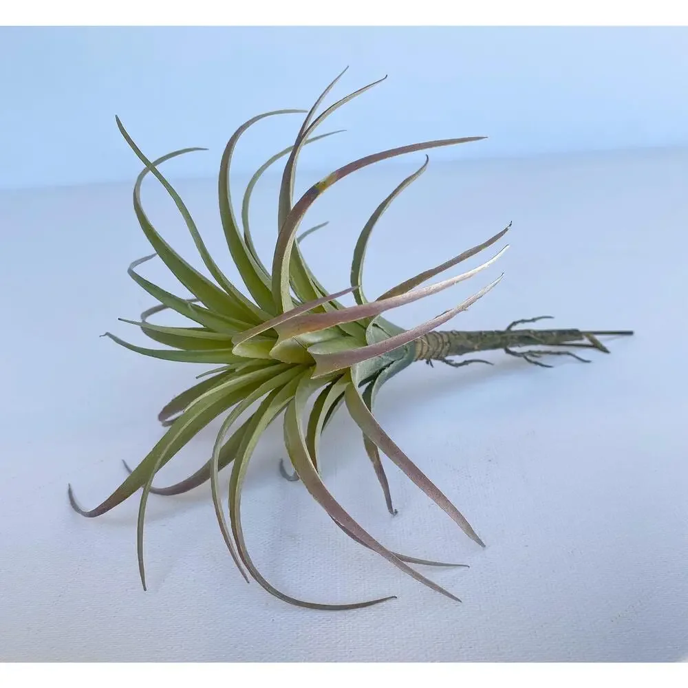 Artificial Air Plant - large Faux Air Plant Pick, Tillandsia Lonantha - Picture 4 of 6